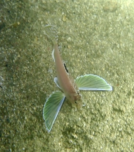 ハチ