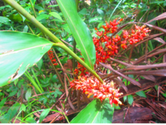 Renealmia aromatica