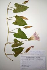 Calystegia sepium spectabilis