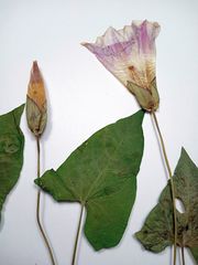 Calystegia sepium spectabilis