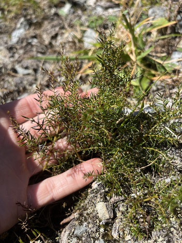 Coriaria angustissima observed 2026-04-01