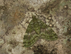 Tympanota perophora