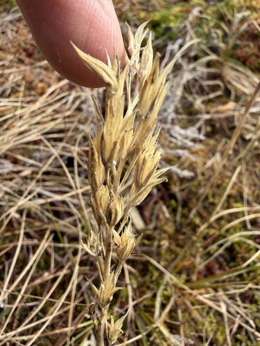 bog asphodel (Narthecium ossifragum)