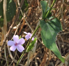 Eranthemum roseum