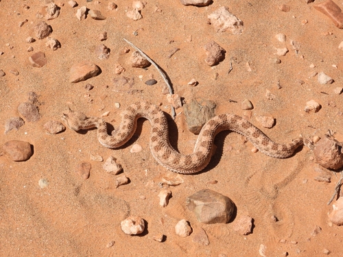 Desert Horned Viper