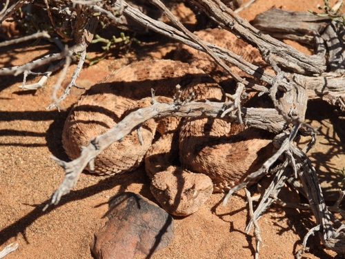 Desert Horned Viper