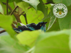 Dacnis lineata