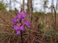 Calopogon multiflorus