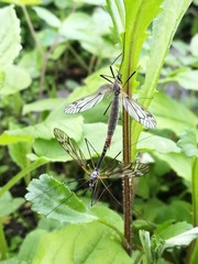 Tipula varipennis