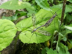 Tipula varipennis