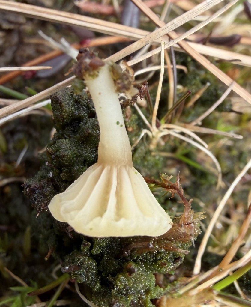 Lichenomphalia ericetorum · April 2026 · photo: © revsharp (iNaturalist, cc-by)
