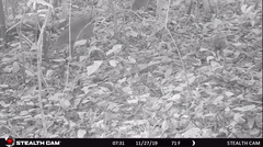 Philantomba maxwellii