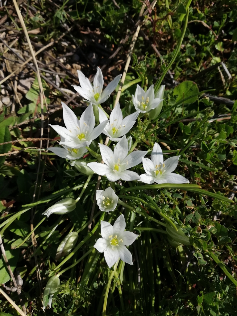Ornithogalum exscapum