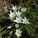 Ornithogalum exscapum - Photo (c) Giovanni Purificato, some rights reserved (CC BY-NC), uploaded by Giovanni Purificato