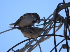 Passer domesticus