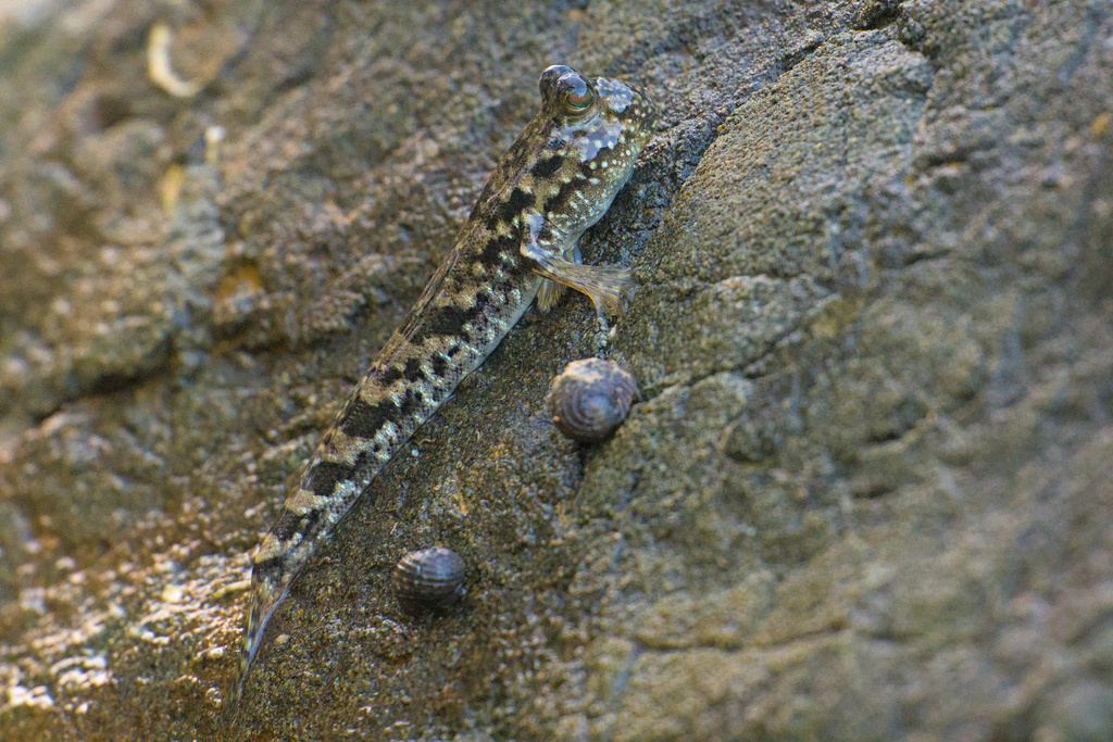 Barred mudskipper (Periophthalmus argentilineatus) — Gobiidae