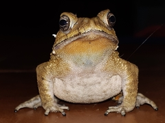 Duttaphrynus melanostictus