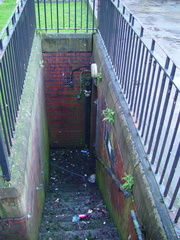 Asplenium adiantum-nigrum