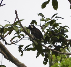 Stactolaema leucotis