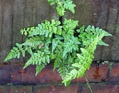 Asplenium adiantum-nigrum