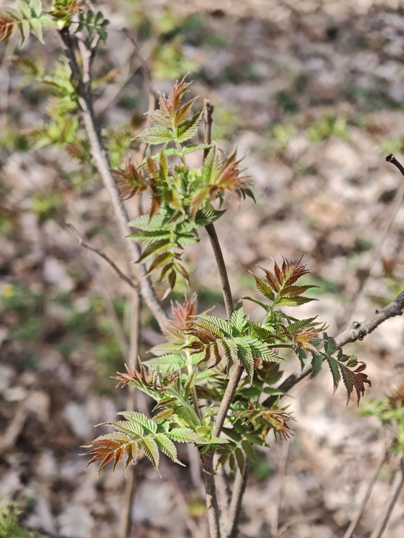 False Spiraea (Sorbaria sorbifolia)