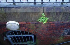 Asplenium adiantum-nigrum