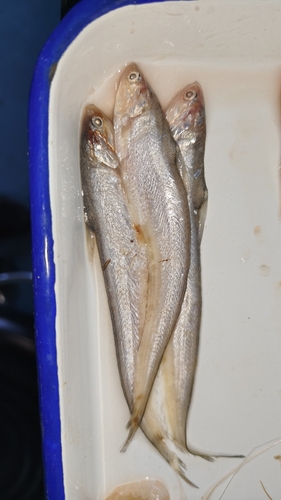 Anchovies (Coilia mystus) — Engraulidae — 3