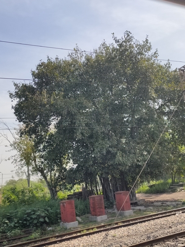 Indian banyan