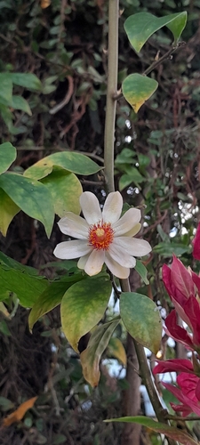 Barbados gooseberry (Pereskia aculeata)