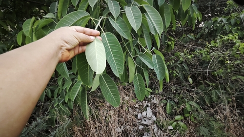Ficus tsjakela observed 2026-02-28