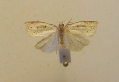 Apoctena conditana