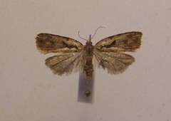 Cnephasia jactatana