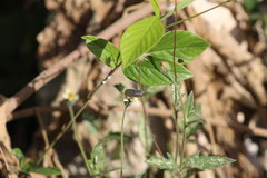 Cupido comyntas texana