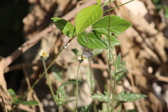 Cupido comyntas texana