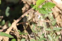 Cupido comyntas texana