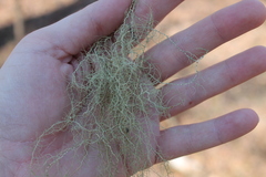 Usnea trichodea