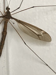 Tipula tricolor