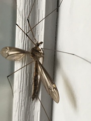 Tipula tricolor