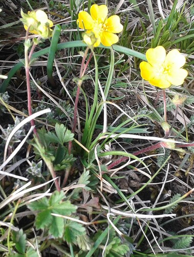 Alpine Cinquefoil (Potentilla crantzii)