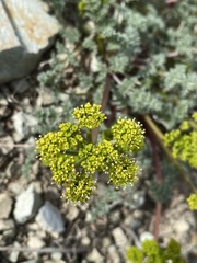 Cymopterus terebinthinus