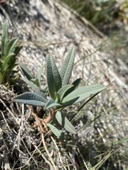 Amsinckia vernicosa