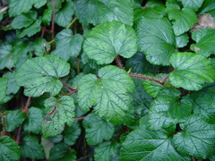 Rubus tricolor