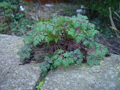 Geranium robertianum