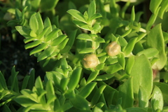 Honckenya peploides major