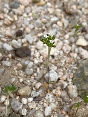 Eremocarya micrantha