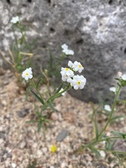 Cryptantha oxygona