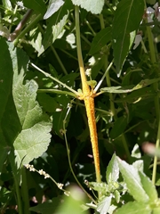 Melampsora rostrupii