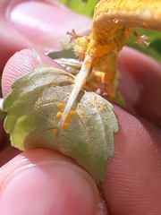 Melampsora rostrupii