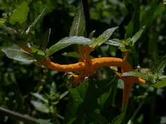 Melampsora rostrupii