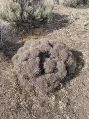 Eriogonum heermannii